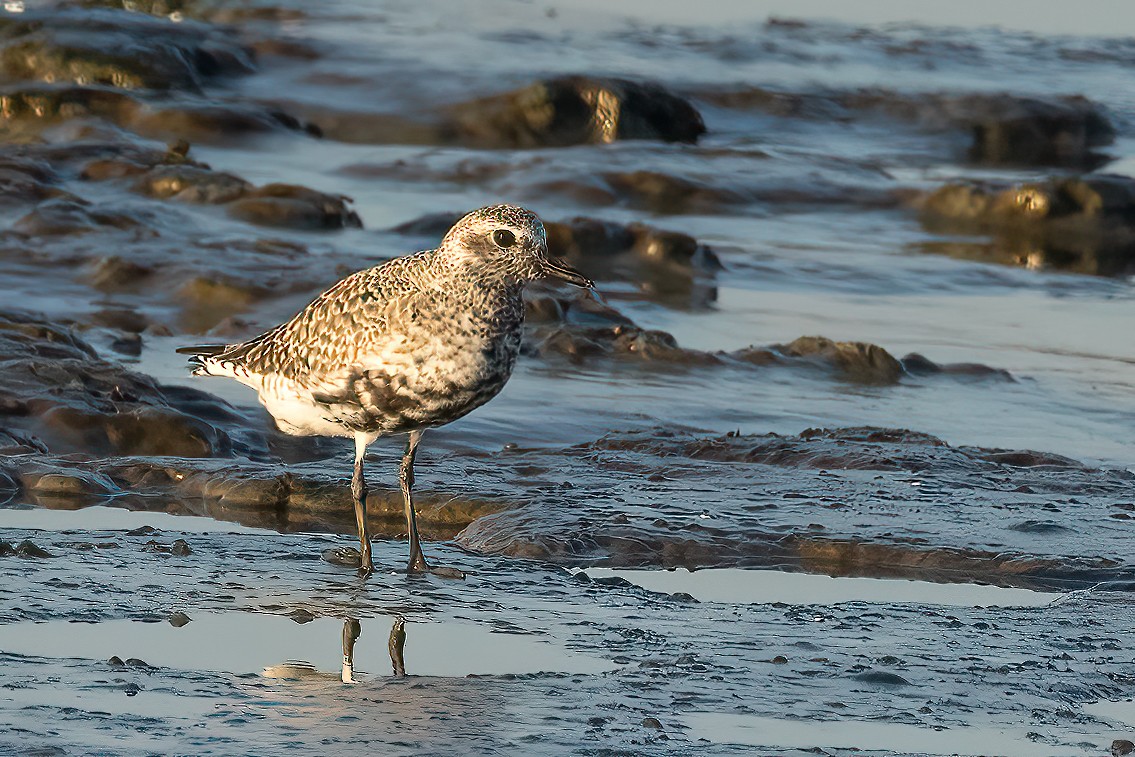 Black-bellied Plover - ML618434659