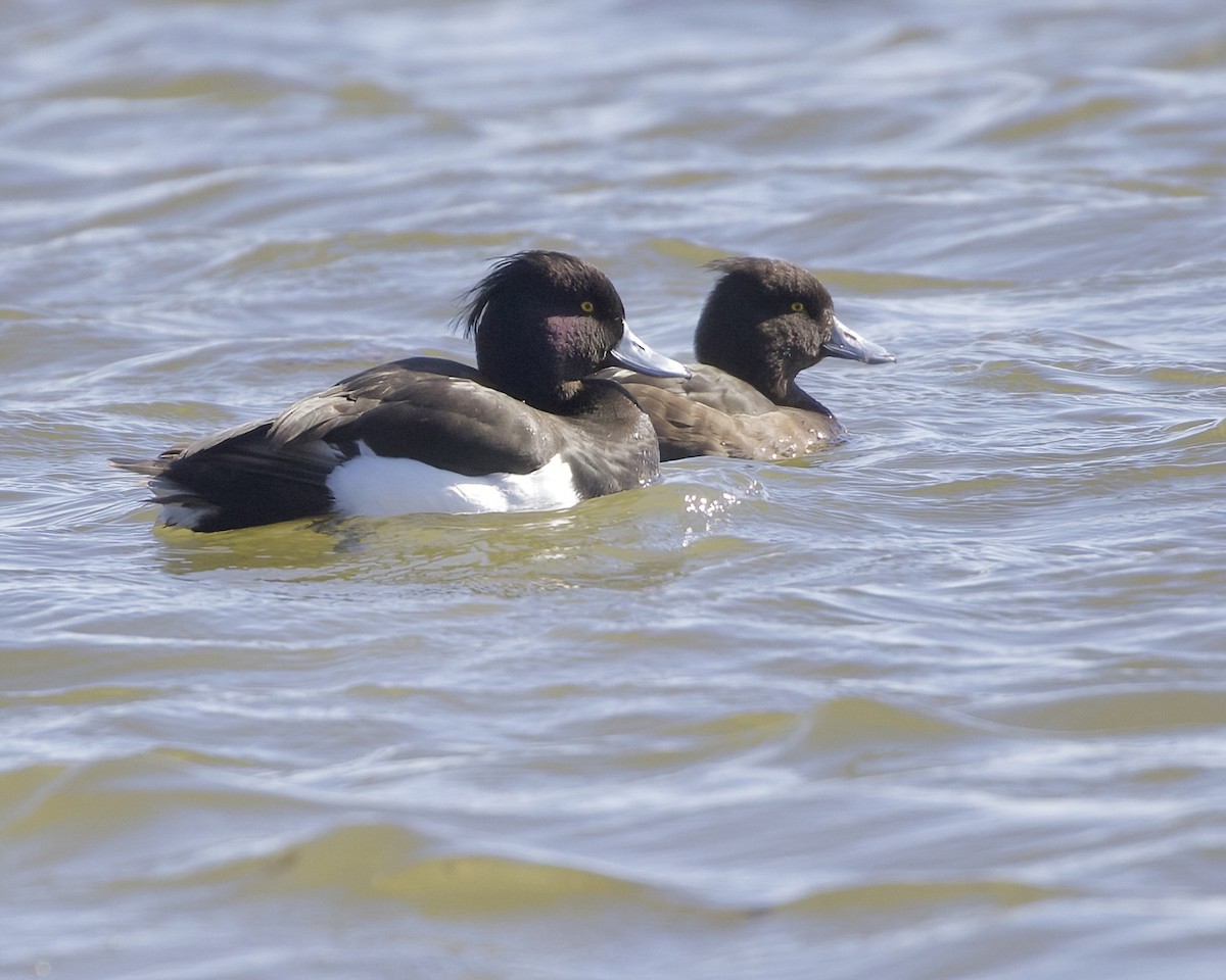 Tufted Duck - ML618434668