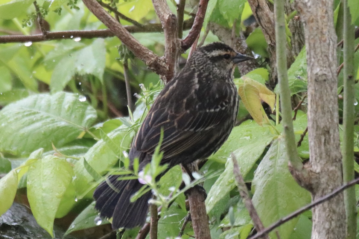 Red-winged Blackbird - ML618434698