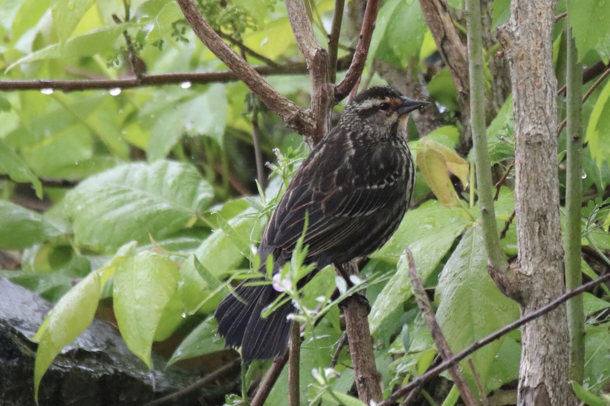 Red-winged Blackbird - ML618434699