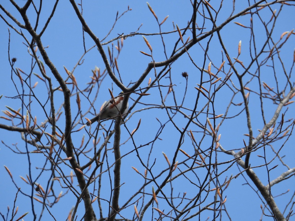 Chestnut-sided Warbler - Patty Elton