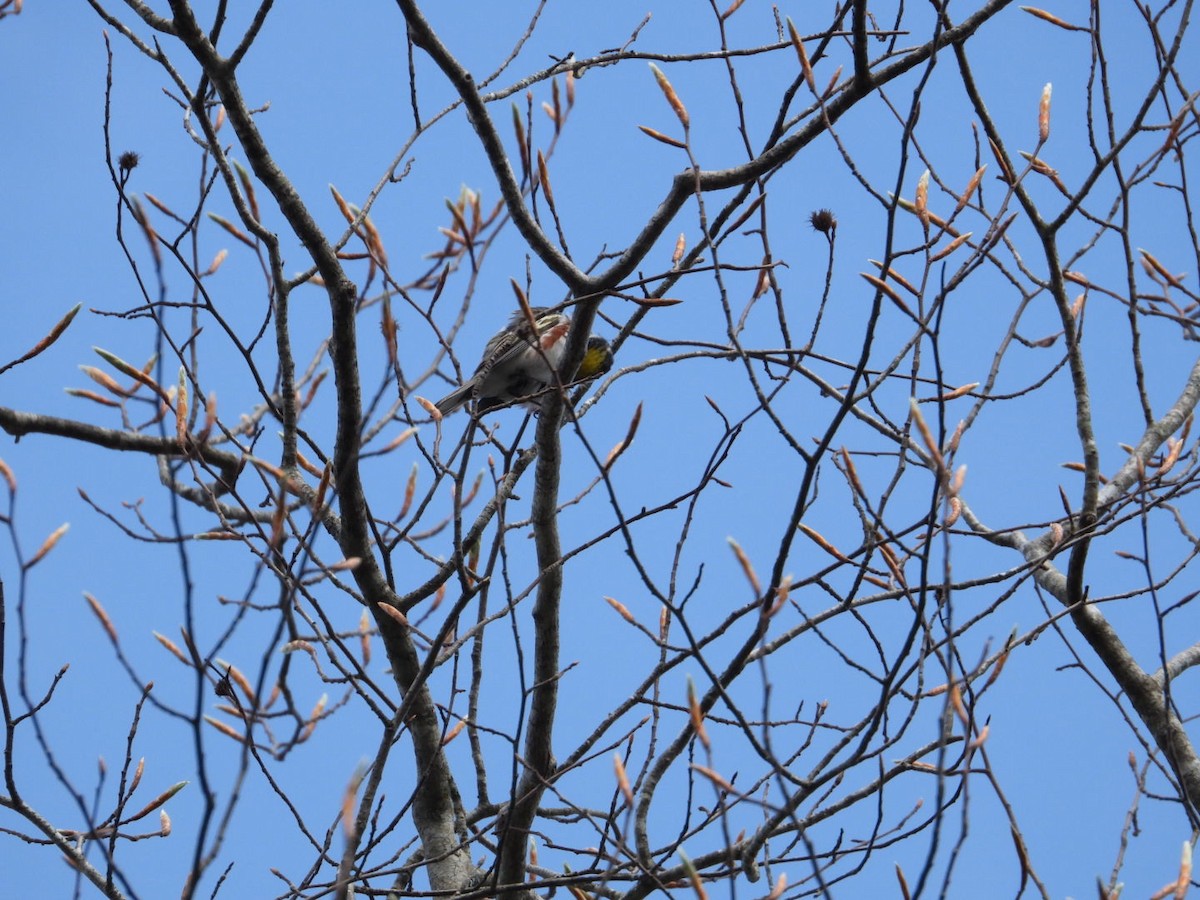 Paruline à flancs marron - ML618434714