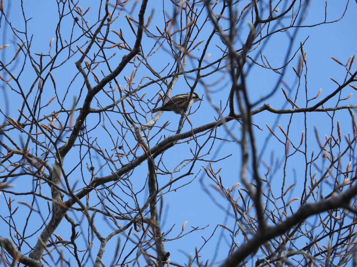 Chestnut-sided Warbler - Patty Elton