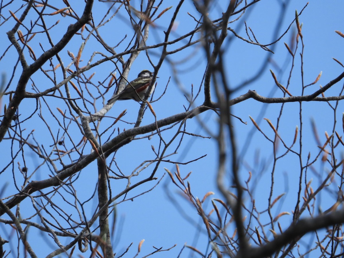 Chestnut-sided Warbler - Patty Elton