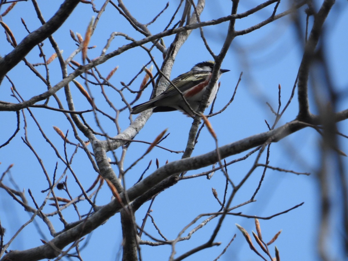 Chestnut-sided Warbler - Patty Elton