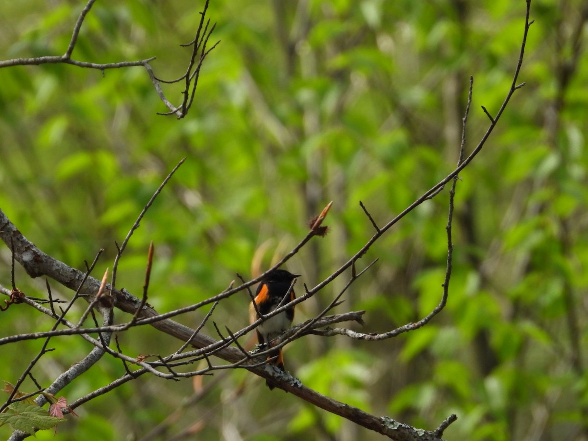 American Redstart - Patty Elton