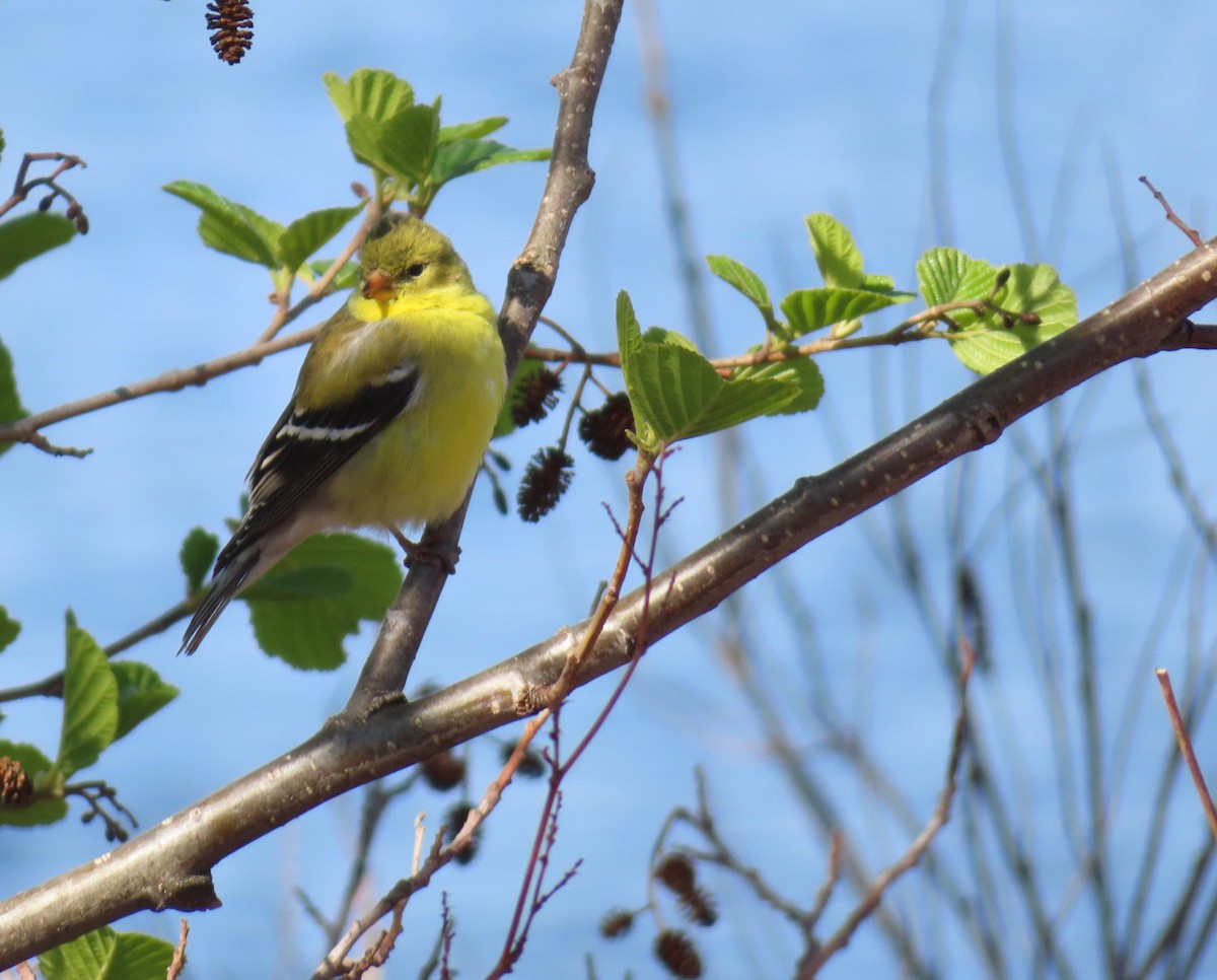 American Goldfinch - Cos .