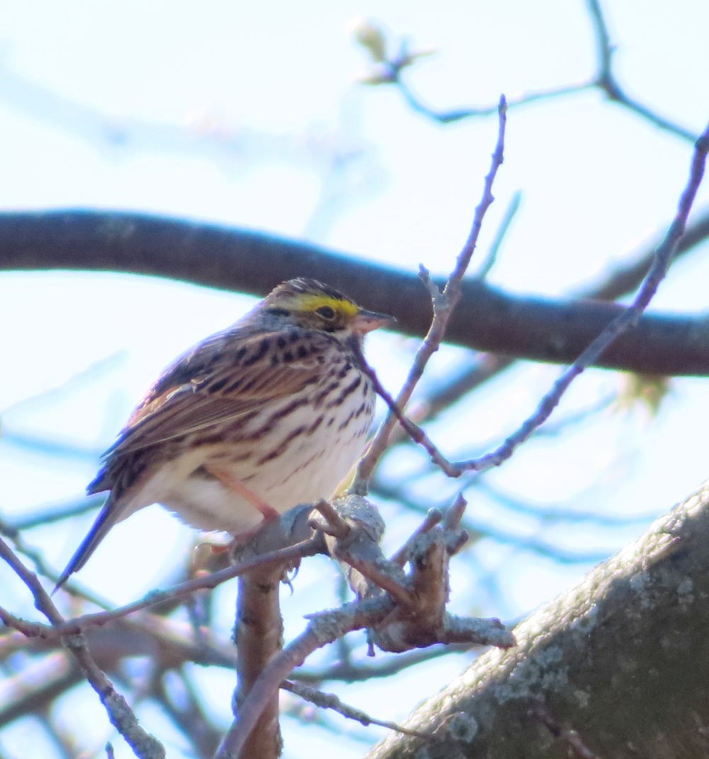 Savannah Sparrow - Cos .