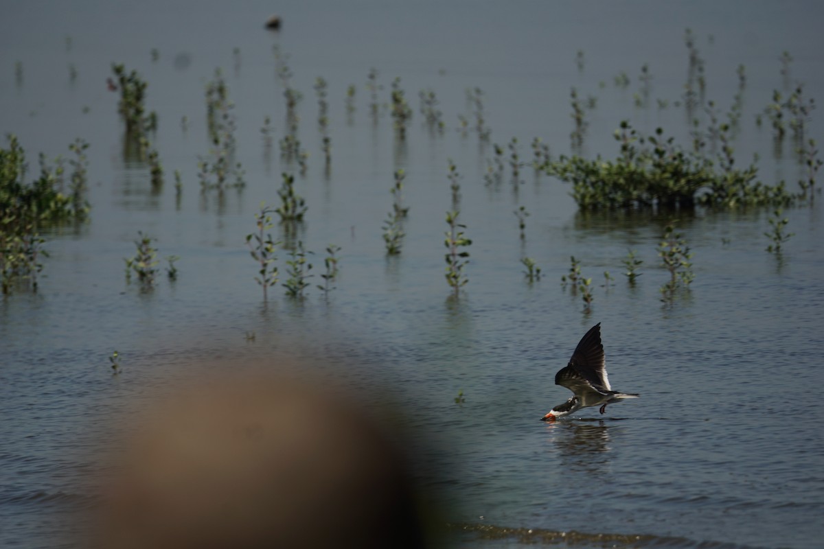 Black Skimmer - Daniel M Haddad - RJ