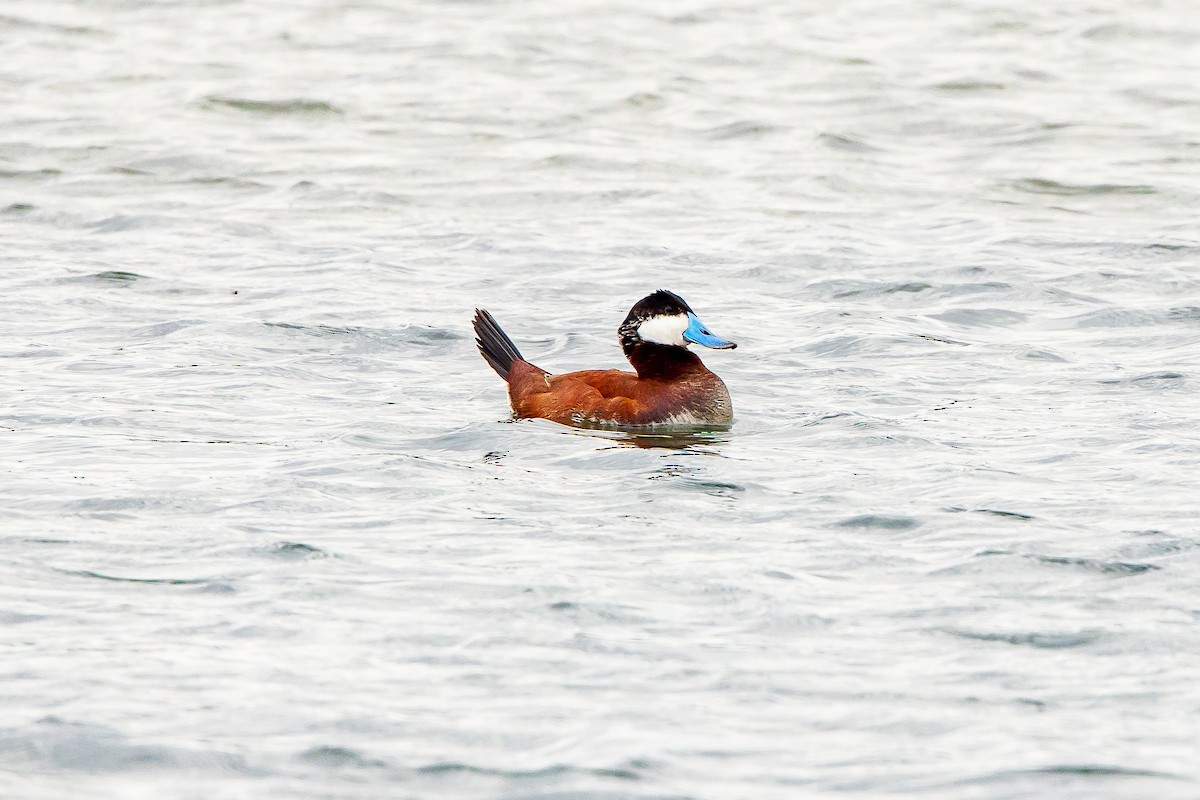 Ruddy Duck - ML618434811