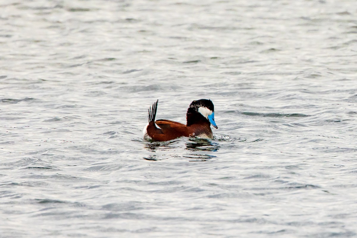 Ruddy Duck - ML618434818