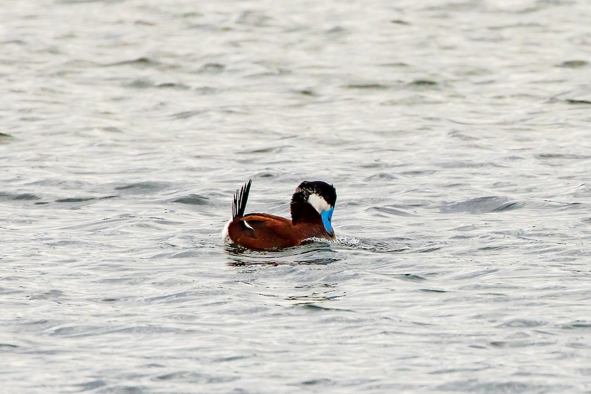 Ruddy Duck - ML618434827