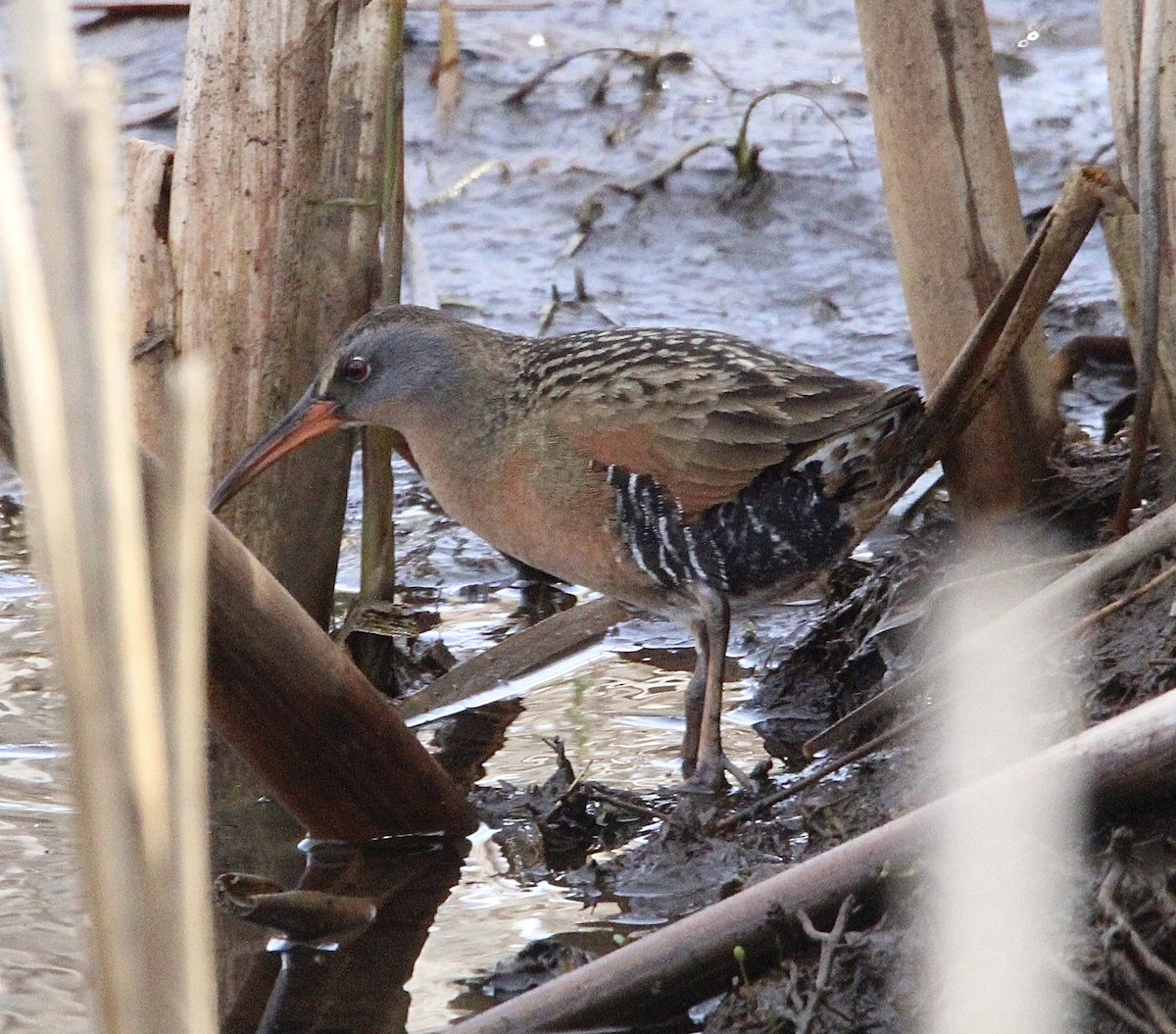 Virginia Rail - ML618434861