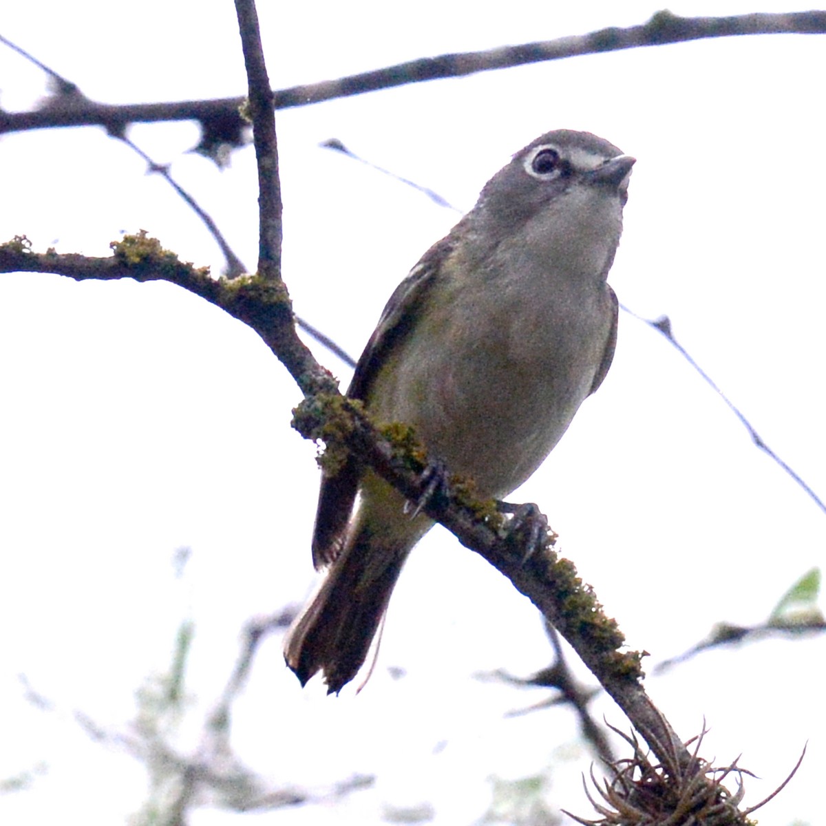 Mavi Başlı Vireo - ML618434880