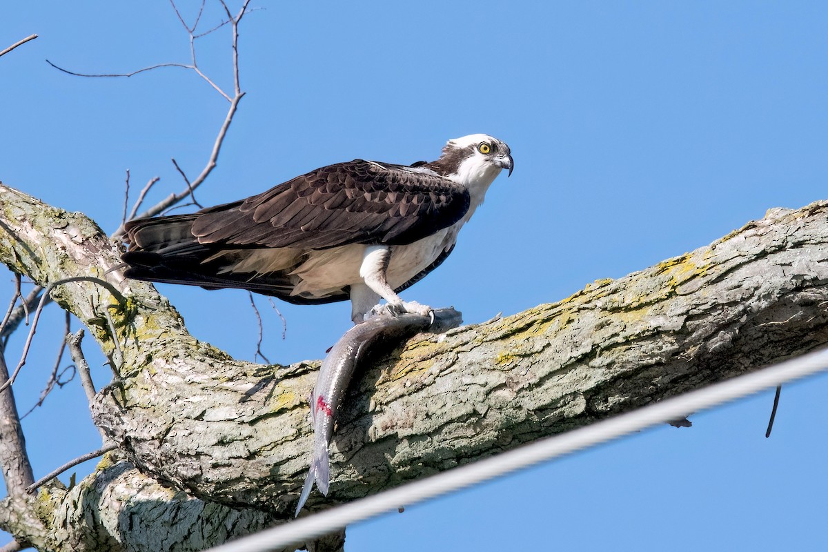 Osprey - ML618434896