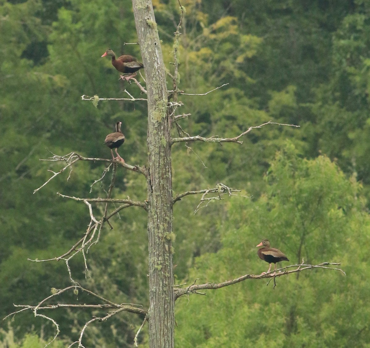 Black-bellied Whistling-Duck - ML61843491