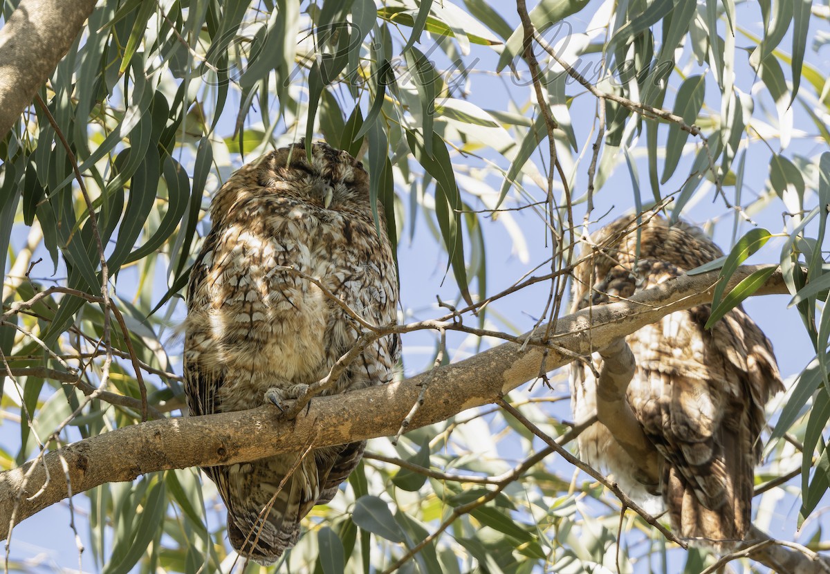 Tawny Owl - Ricky Owen