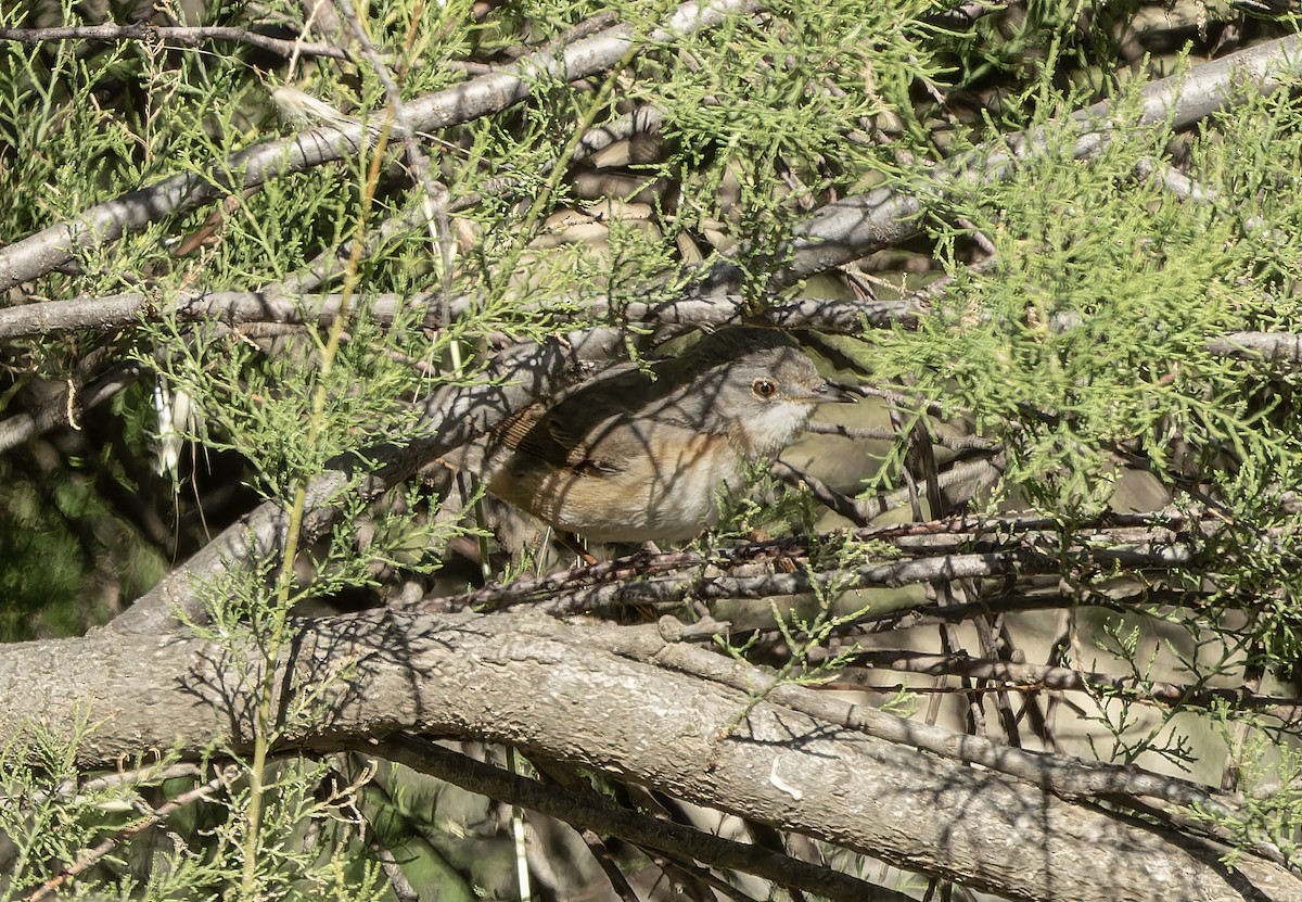 Greater Whitethroat - Ricky Owen