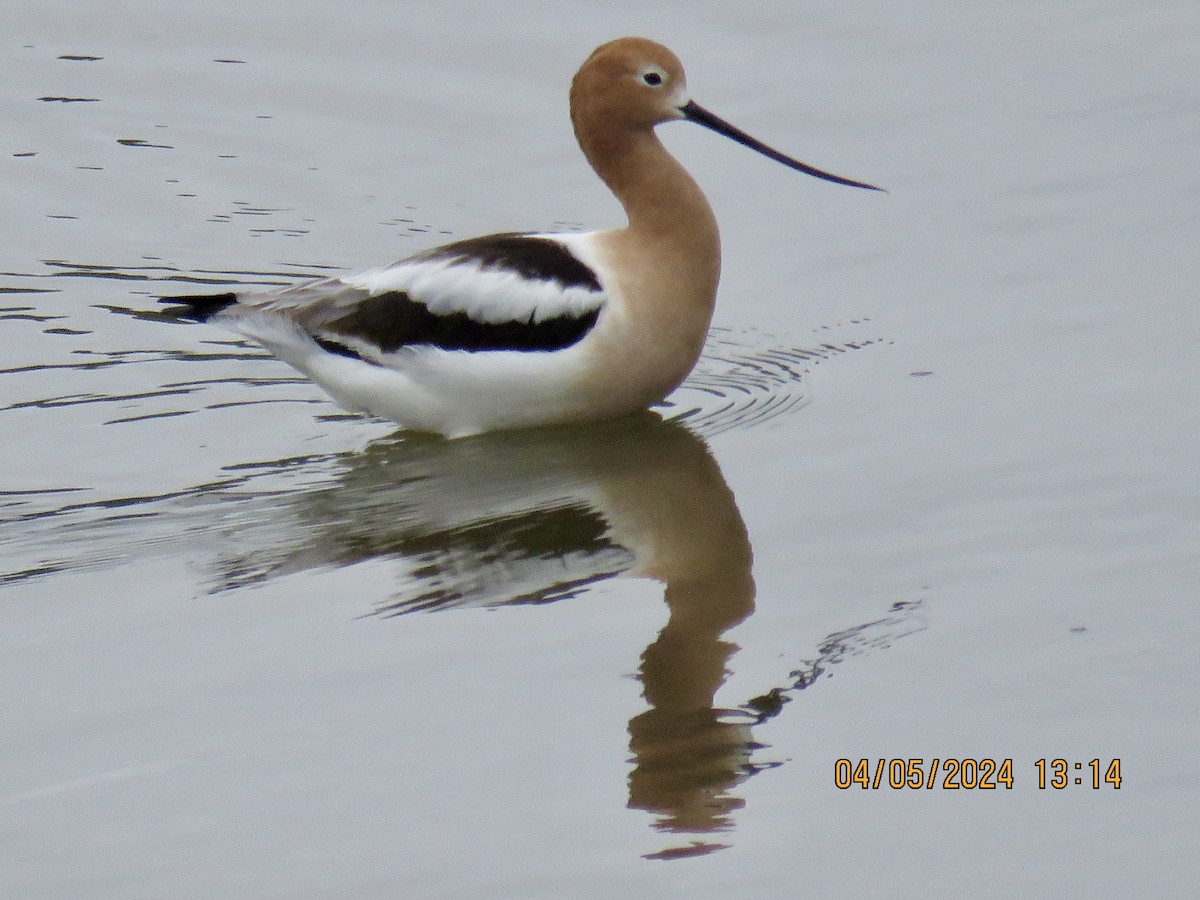 eBird Checklist - 4 May 2024 - Harris Riverfront Park--Boat Ramp - 3 ...
