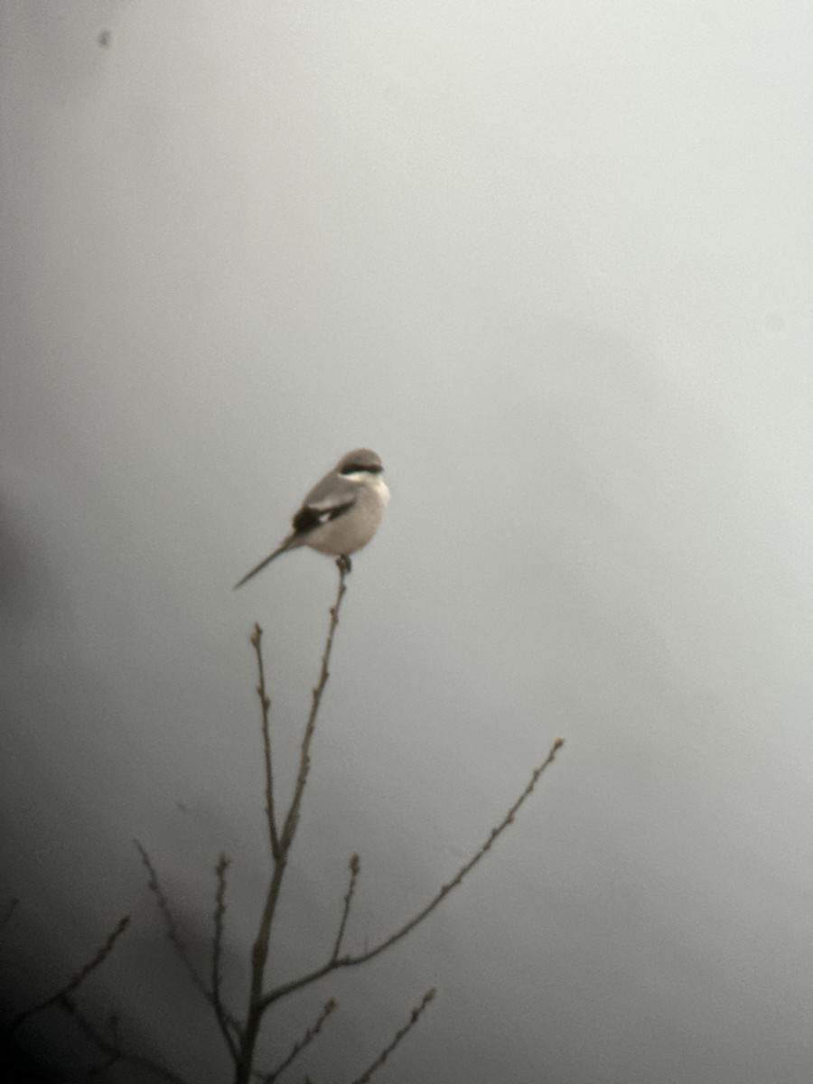 Loggerhead Shrike - Robert Mead