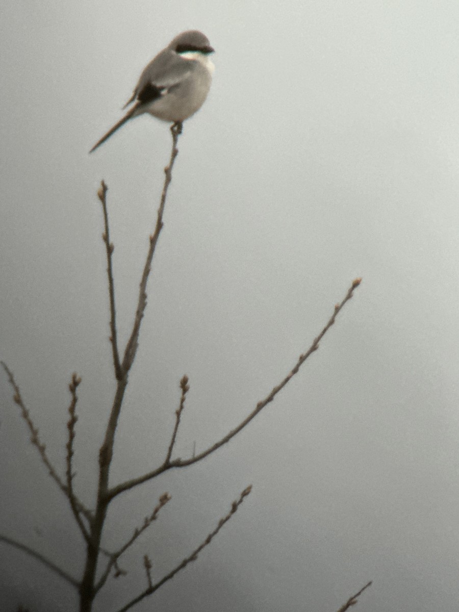 Loggerhead Shrike - Robert Mead