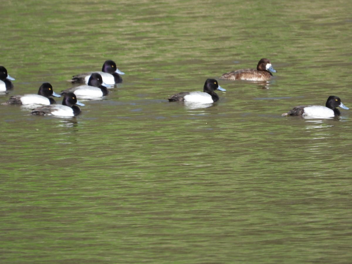 Lesser Scaup - Patty Elton