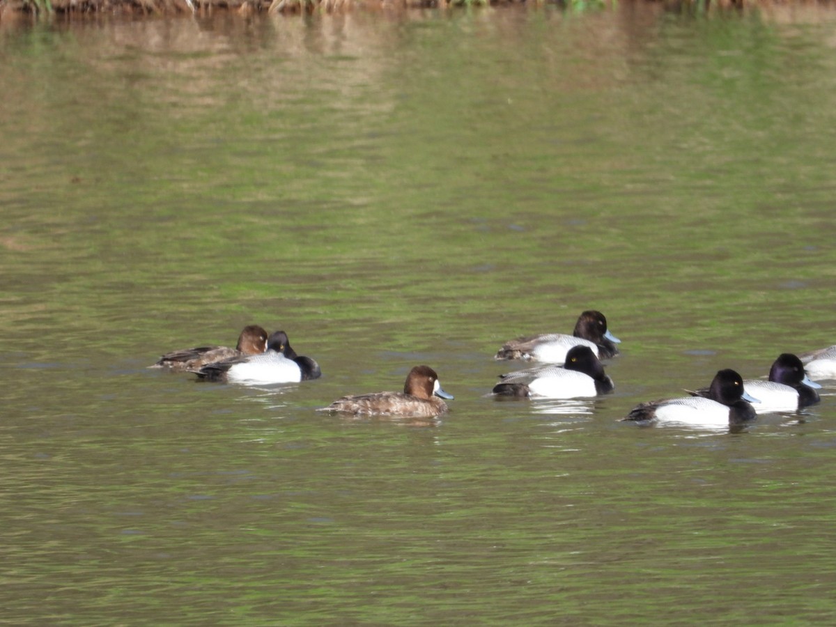 Lesser Scaup - ML618435071