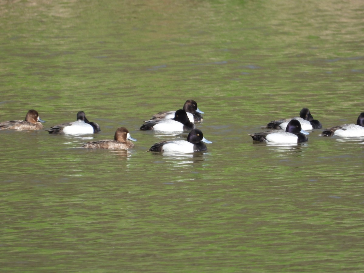 Lesser Scaup - Patty Elton