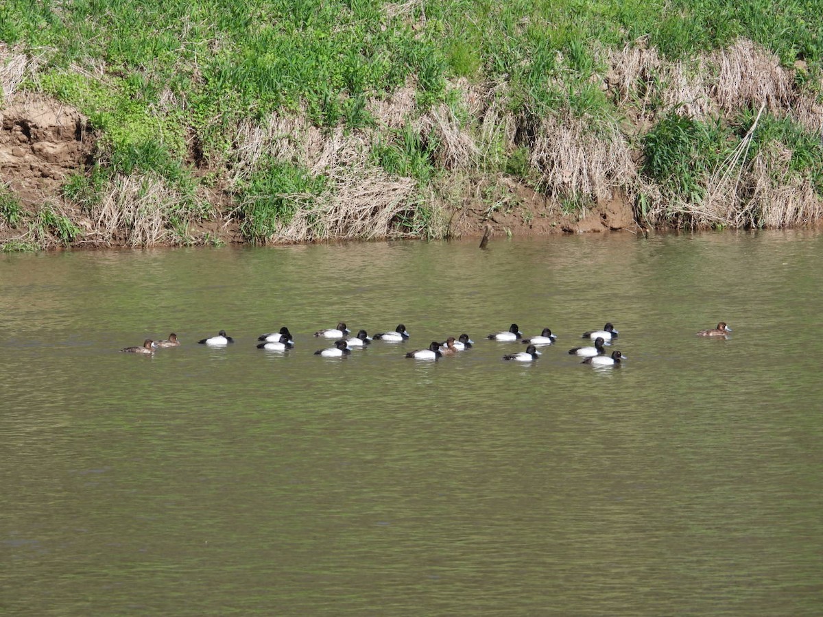 Lesser Scaup - Patty Elton