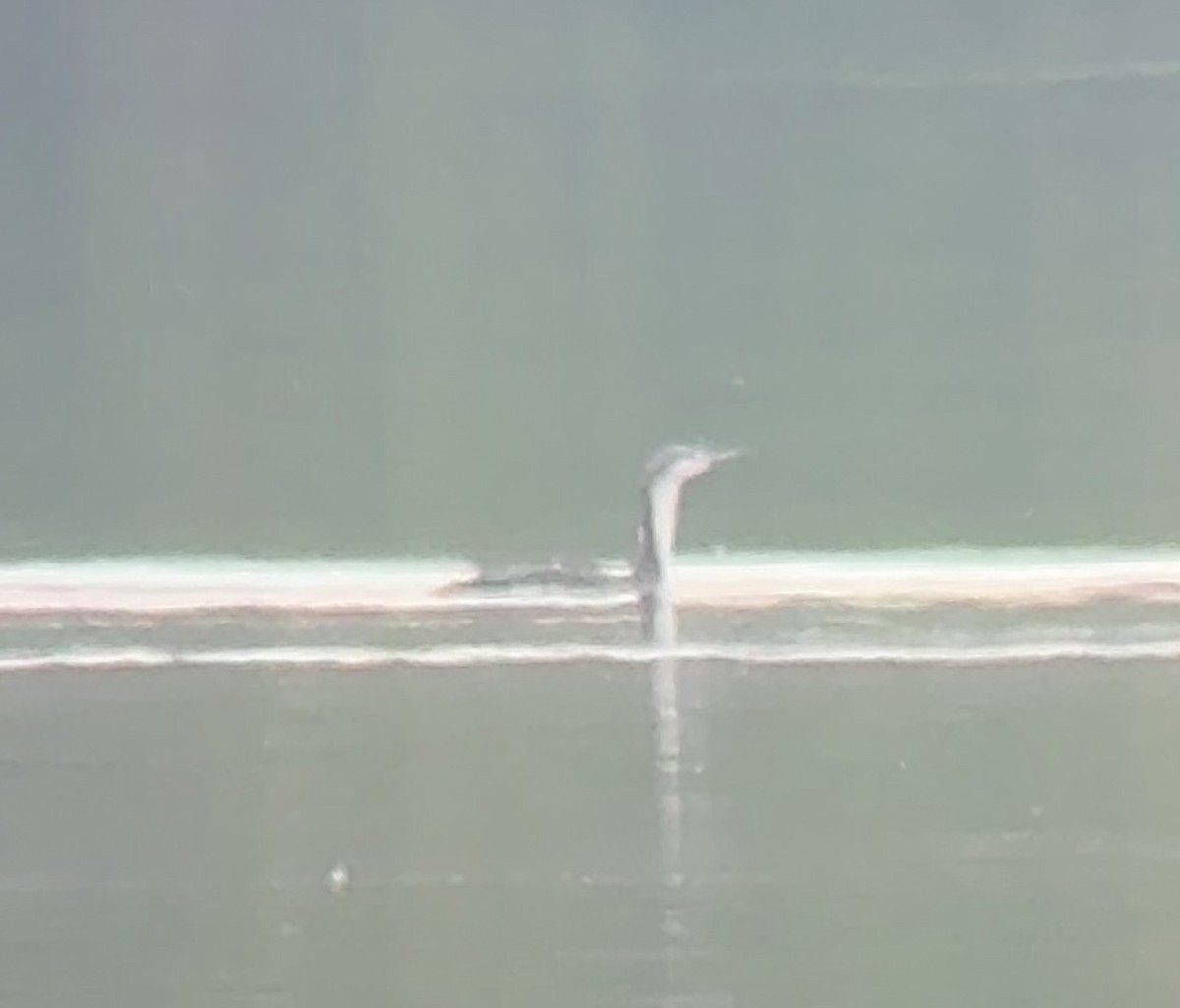 Red-throated Loon - ML618435078