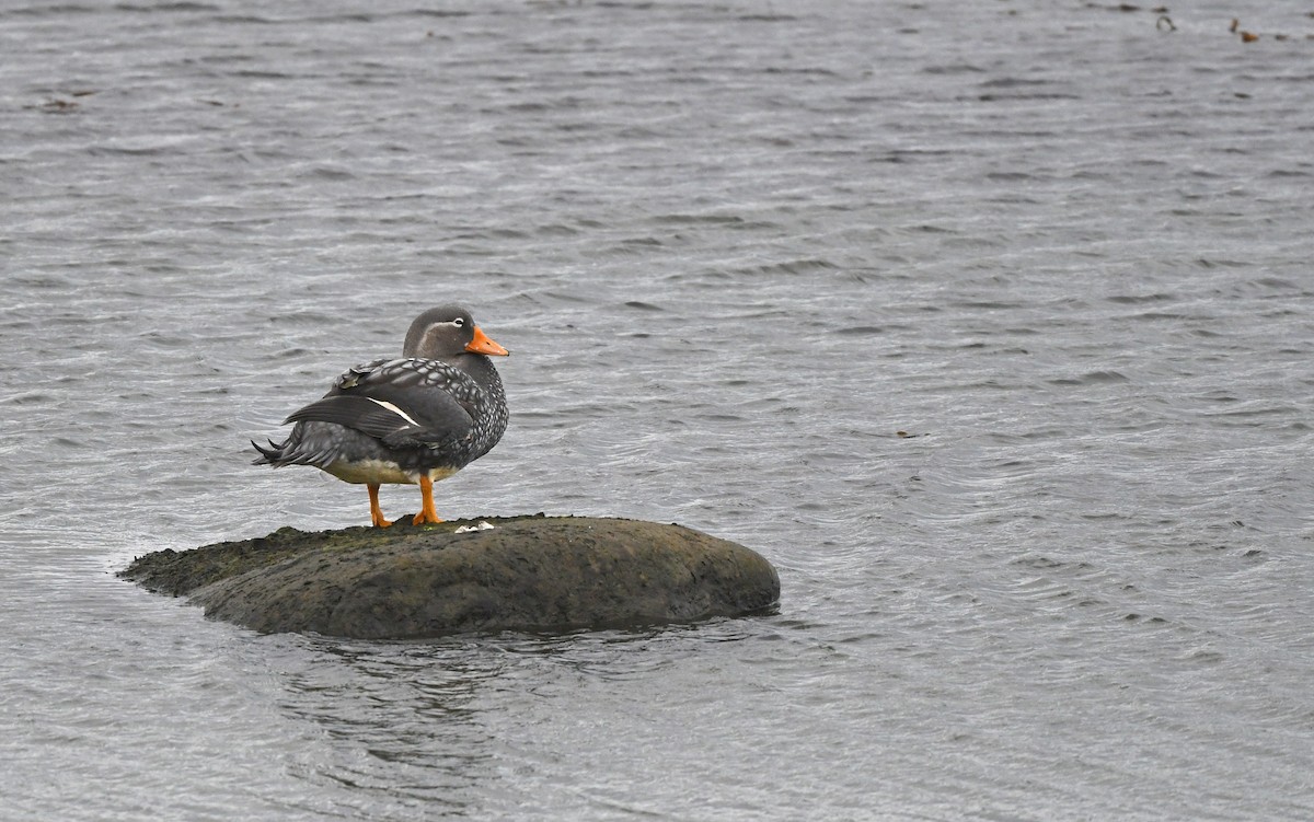 Flying Steamer-Duck - ML618435183