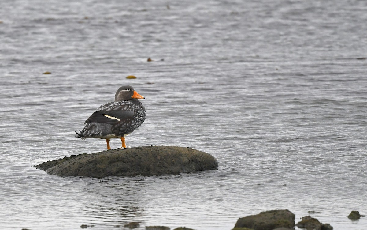 Flying Steamer-Duck - ML618435186