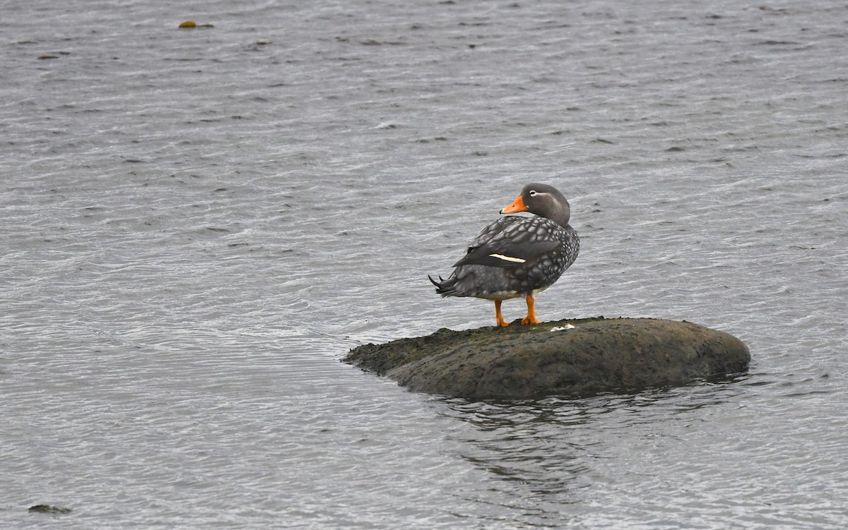 Flying Steamer-Duck - ML618435188