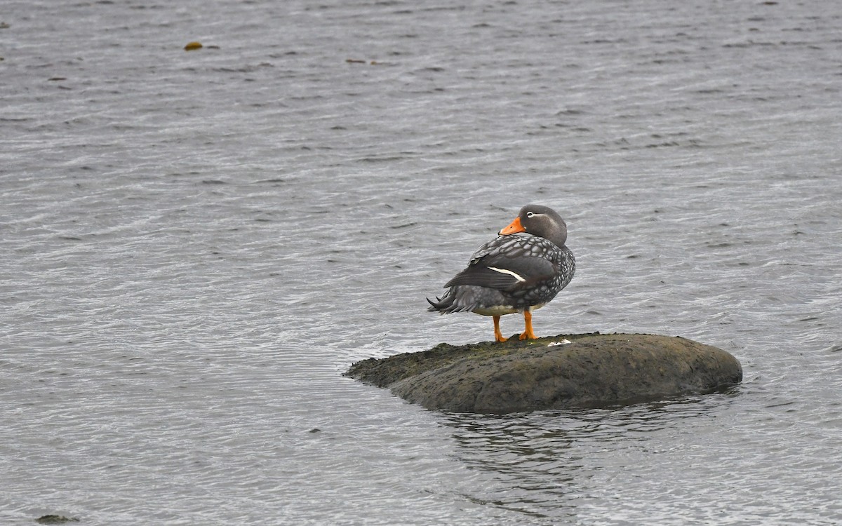 patagoniaskovleand - ML618435189