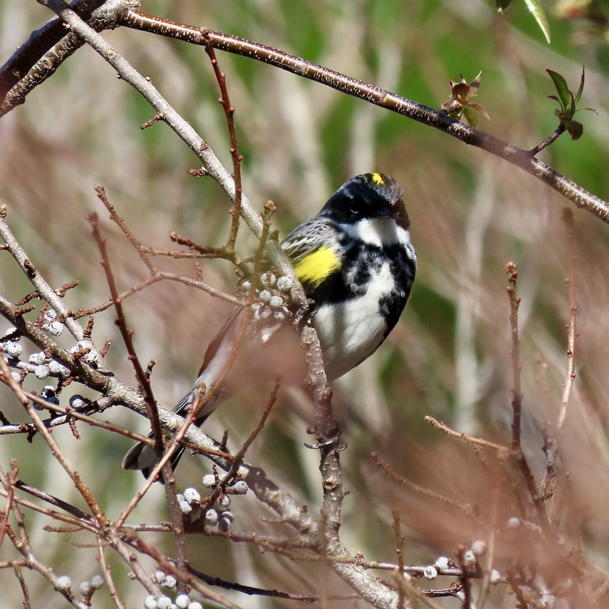 キヅタアメリカムシクイ - ML618435190