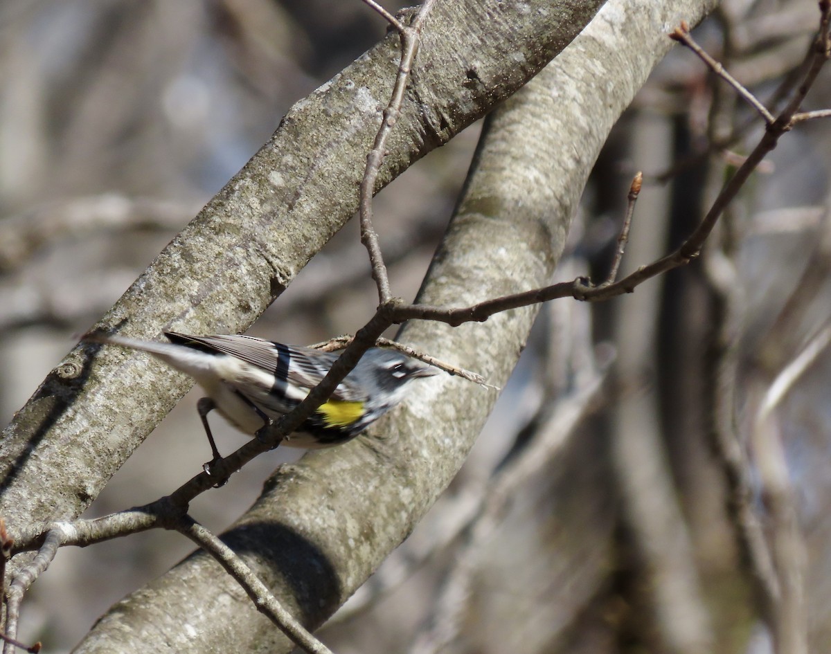 Yellow-rumped Warbler - ML618435191