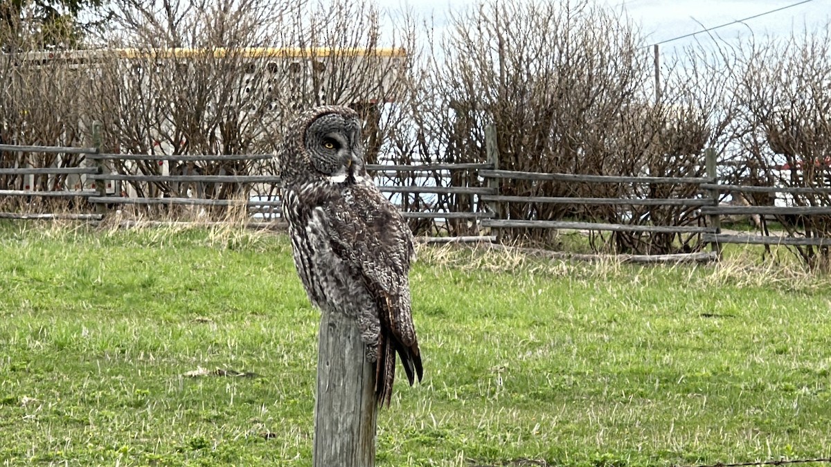 Great Gray Owl - ML618435193