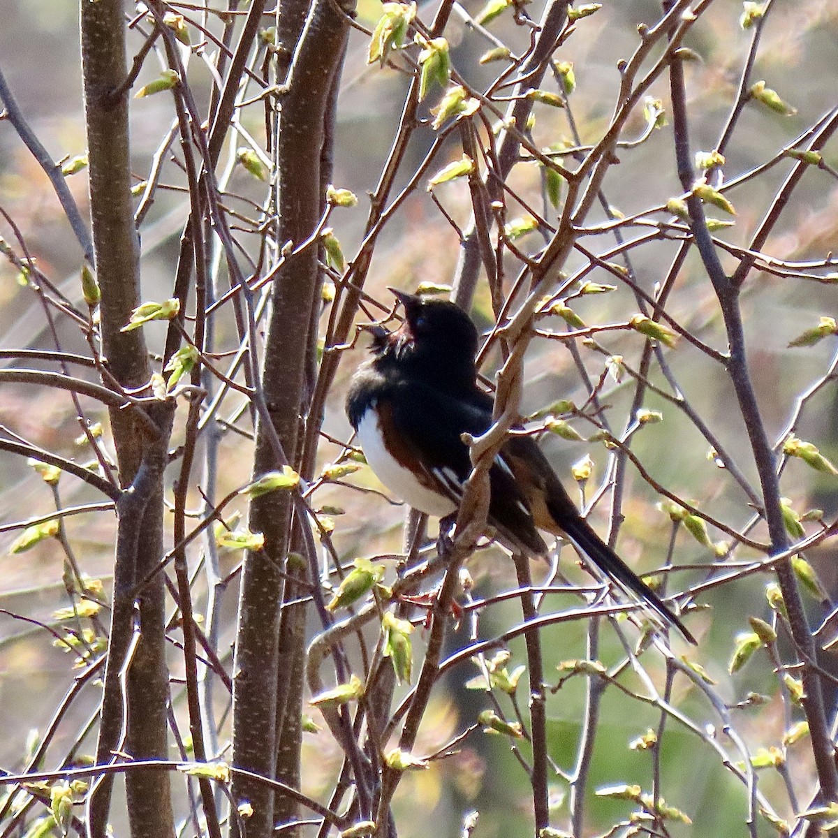 Eastern Towhee - ML618435197