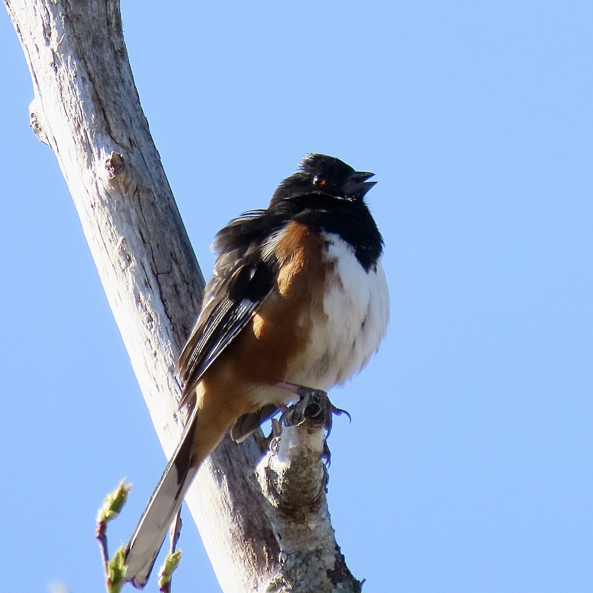 Eastern Towhee - ML618435198