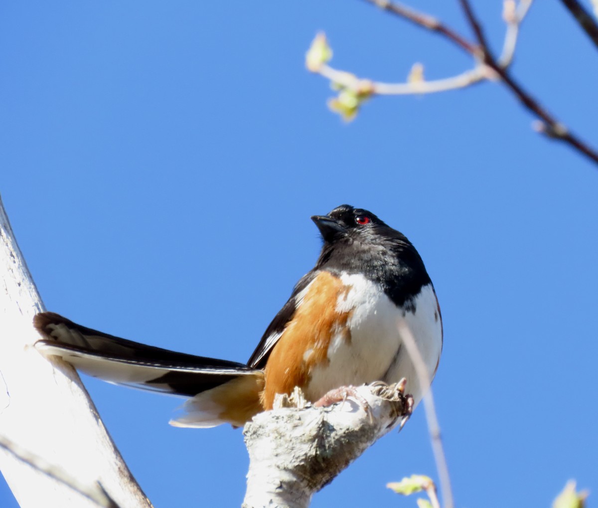 ワキアカトウヒチョウ - ML618435199