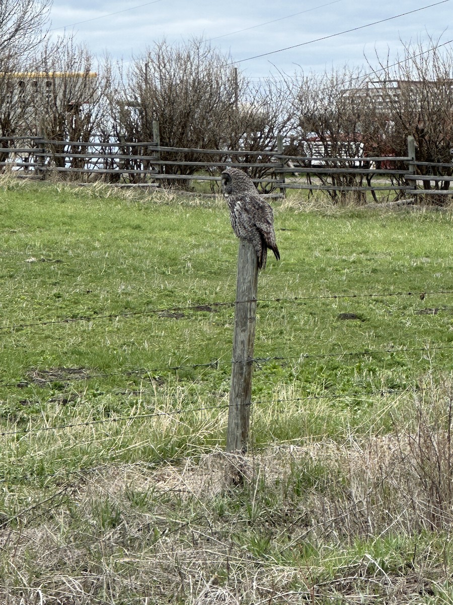 Great Gray Owl - ML618435227