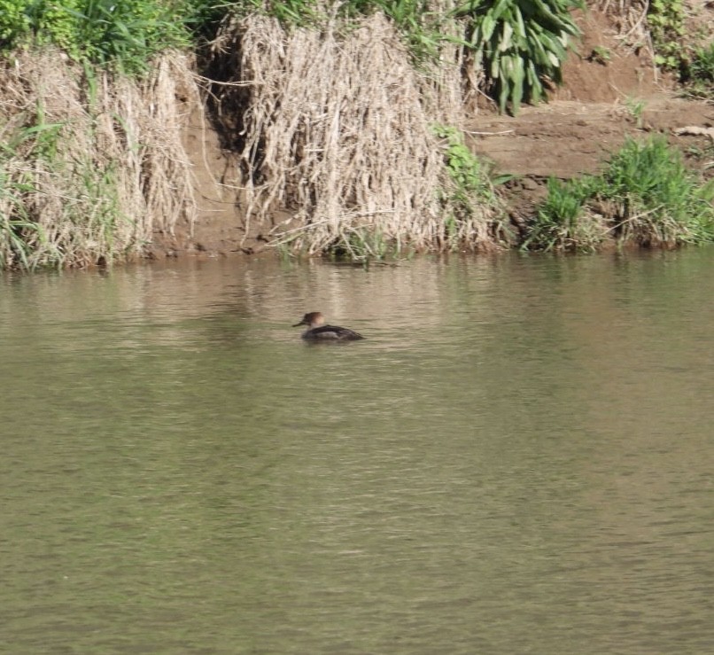 Hooded Merganser - ML618435238