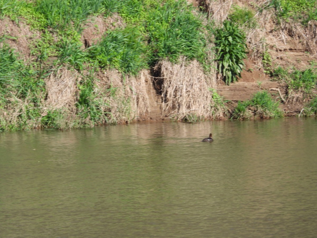 Hooded Merganser - ML618435239