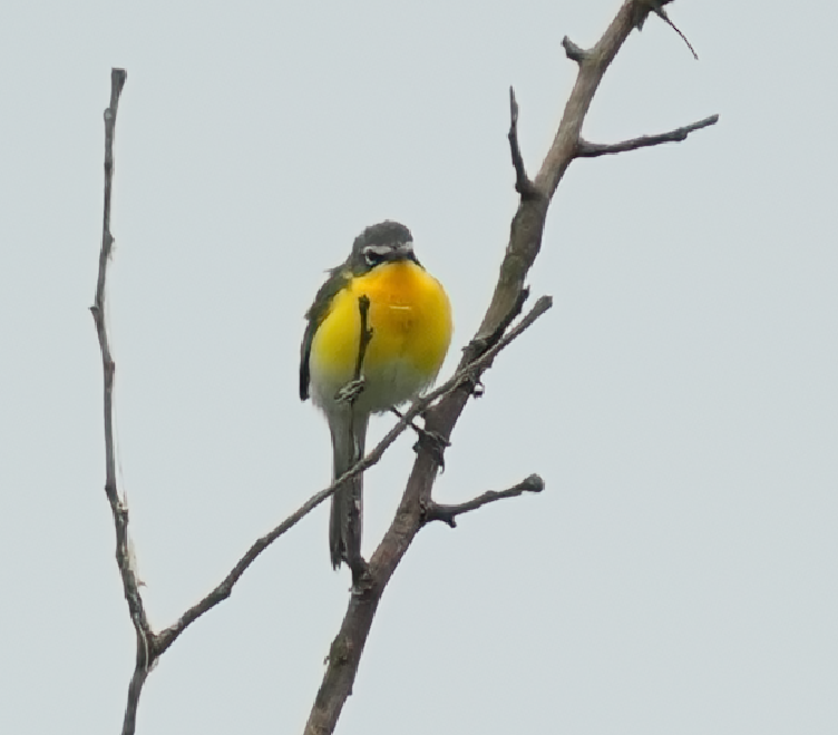 Yellow-breasted Chat - ML618435292