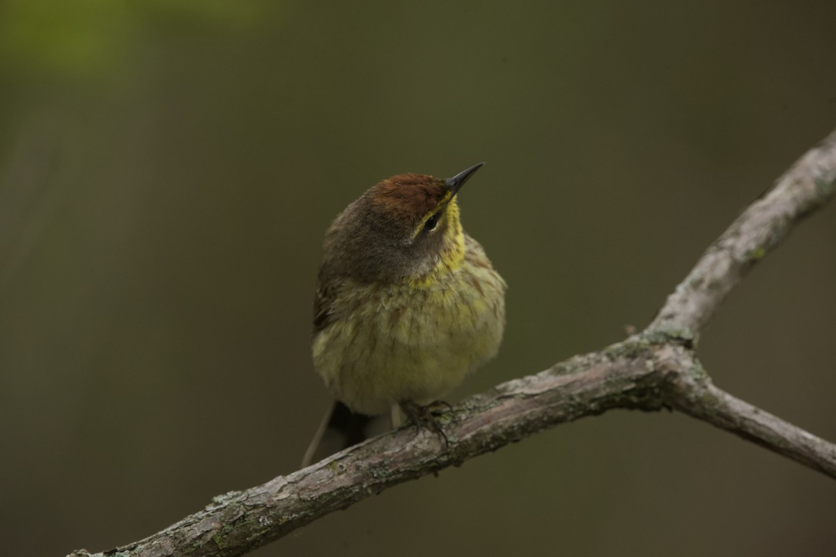 Palm Warbler - Paul Miller