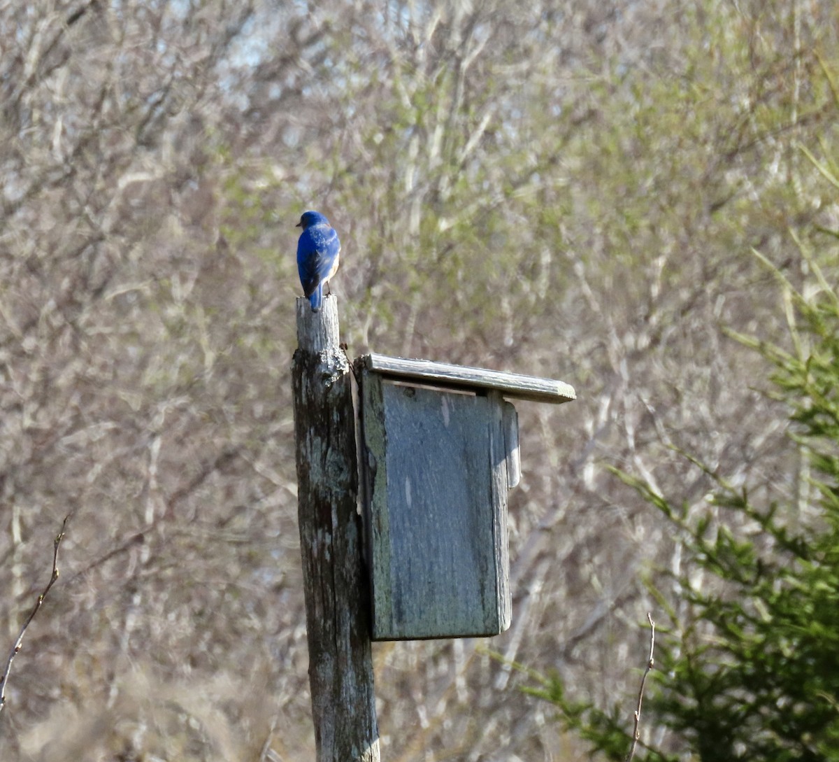 Eastern Bluebird - ML618435342