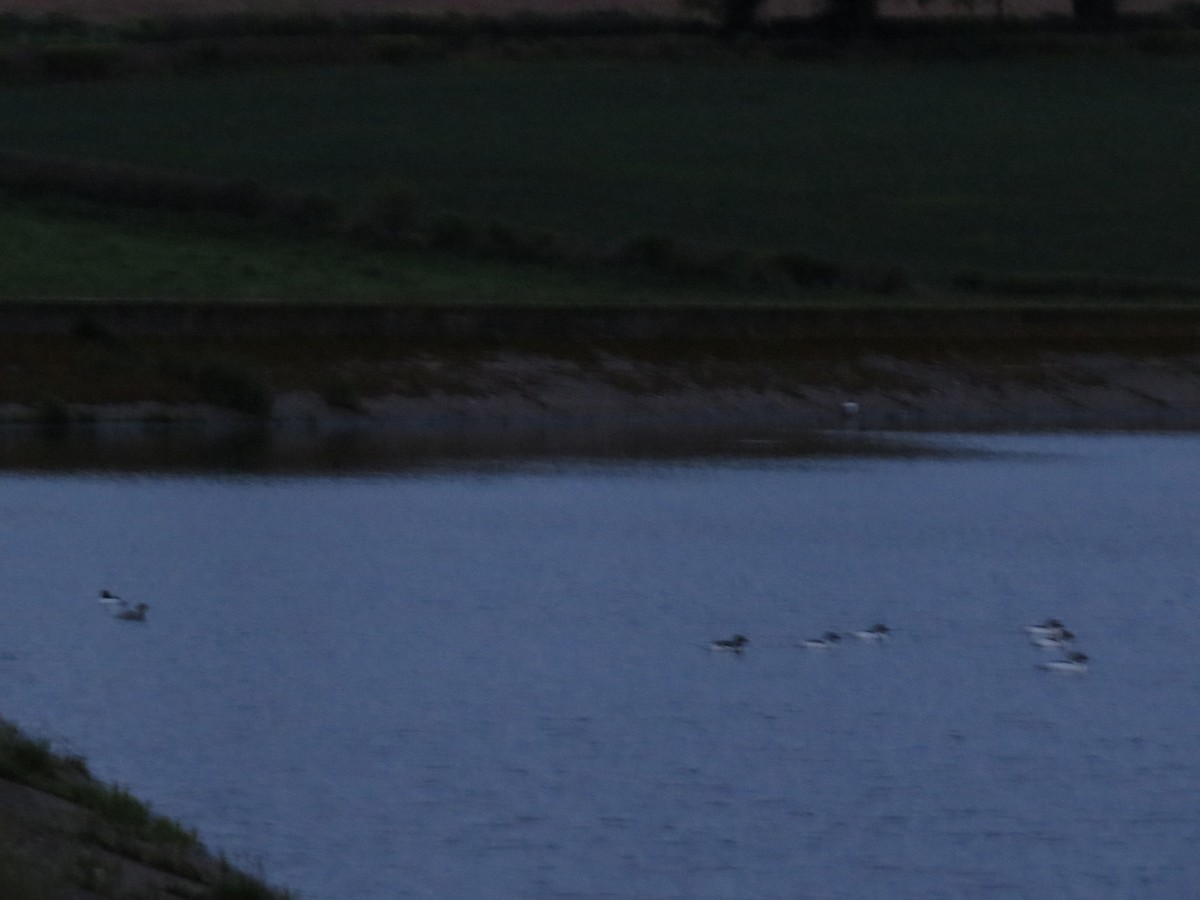 Common Merganser - Robert Clipson