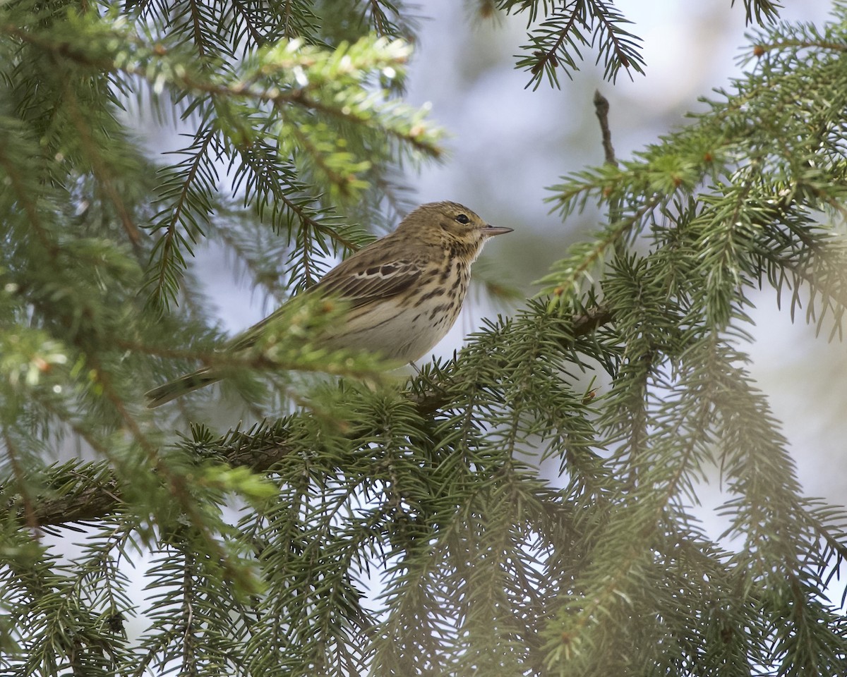 Tree Pipit - Terence Degan