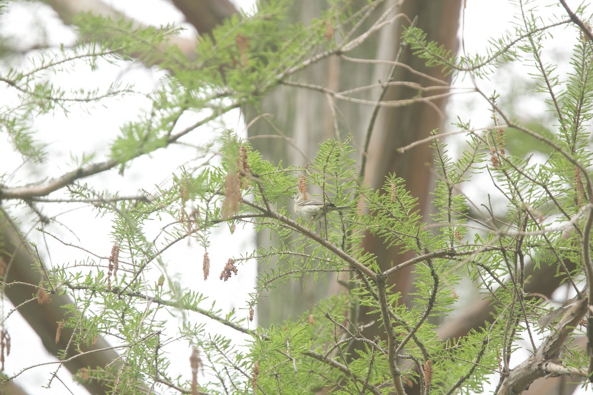 Pine Warbler - Paul Miller