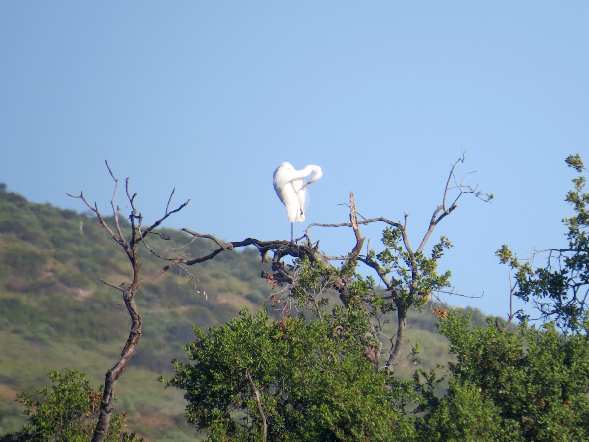 Great Egret - ML618435423